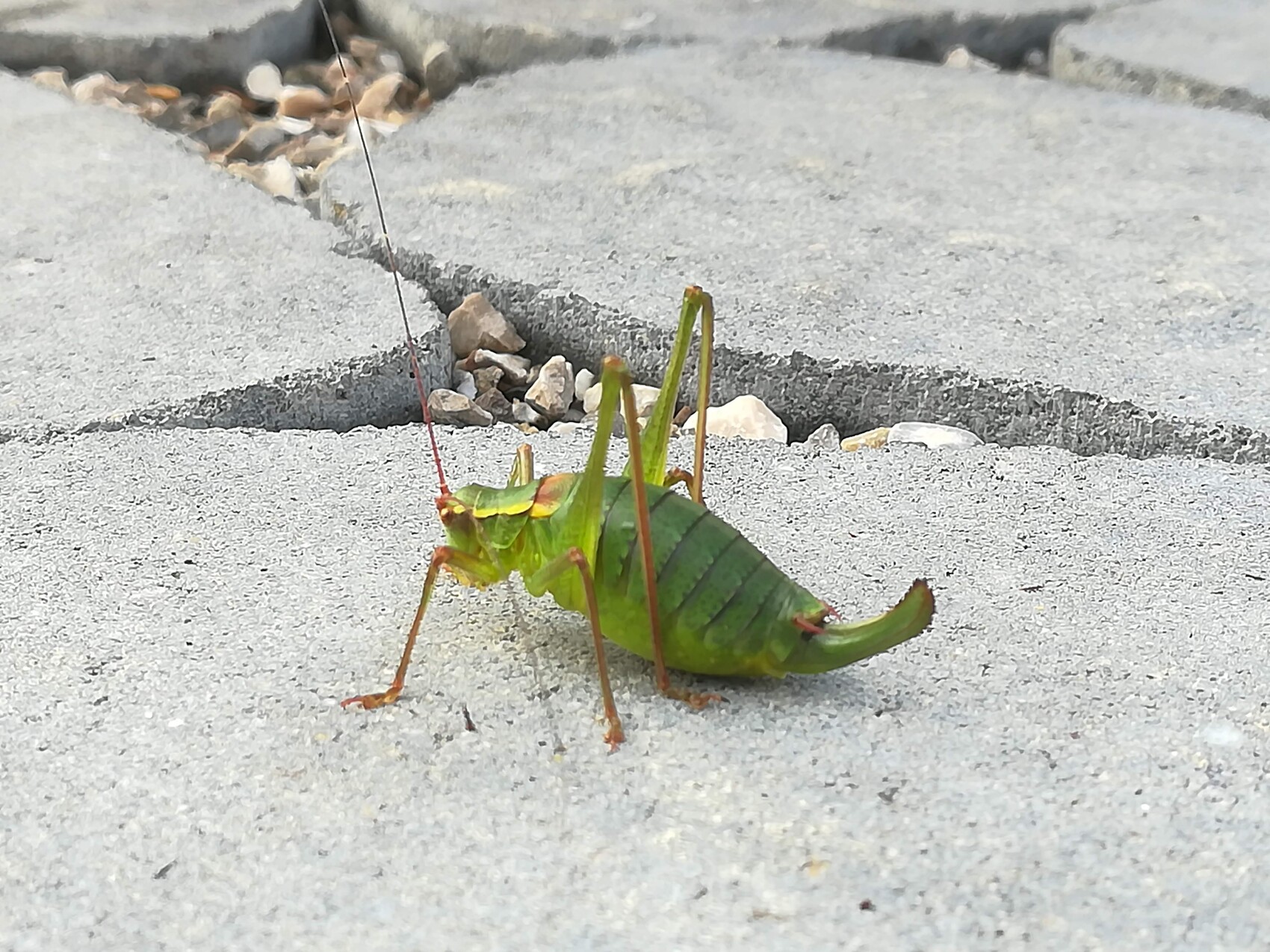 Grüne Gottesanbeterin auf grauem Betonboden