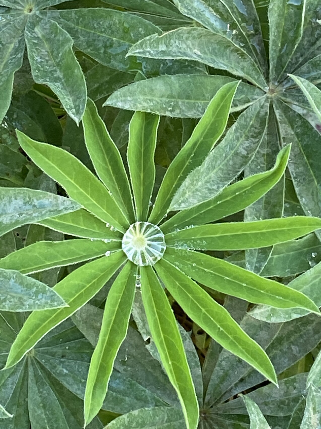 Nahaufnahme einer grünen Blattrosette aus langen, spitzen Blättern; Zentrum rund.