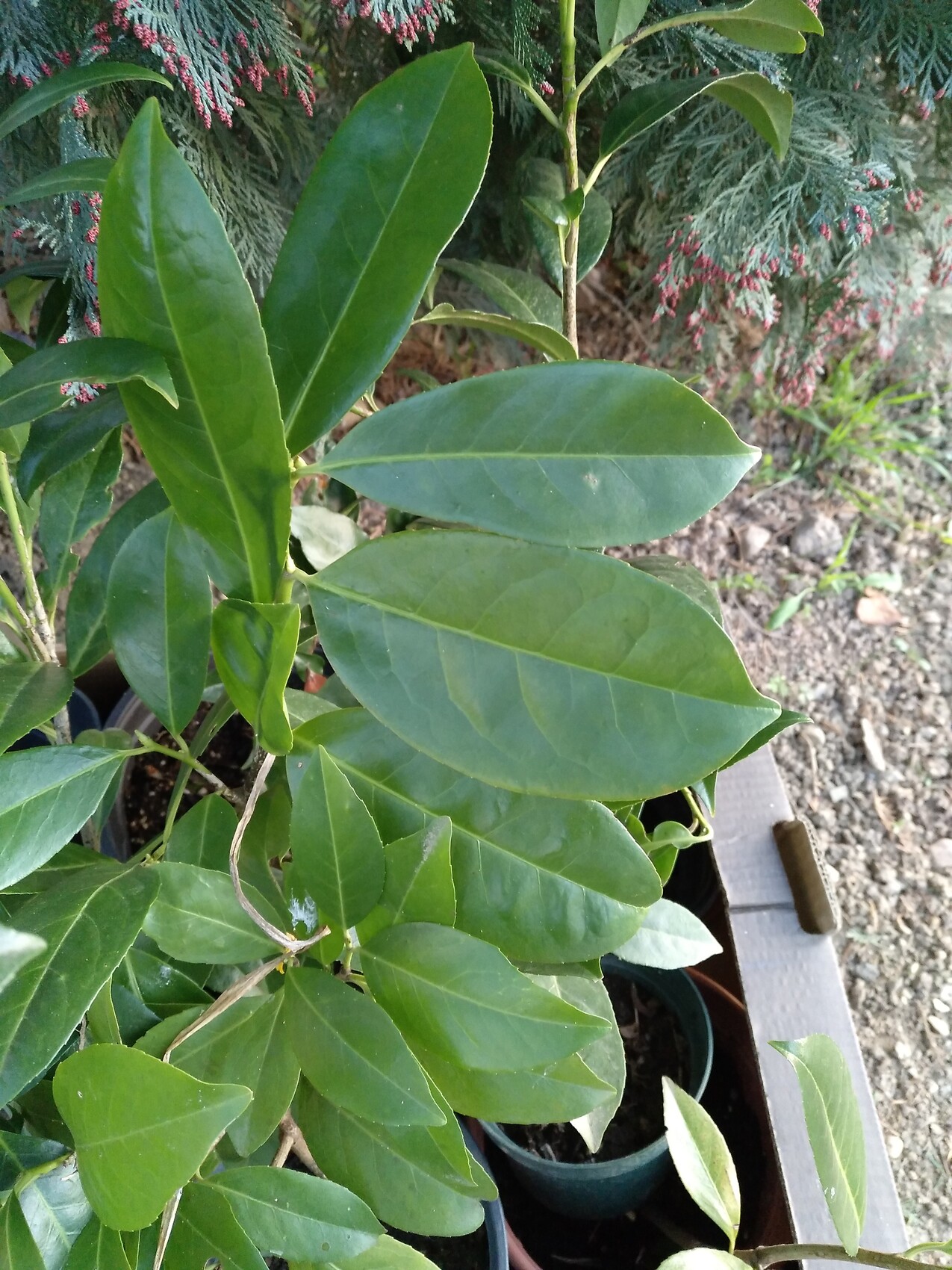 Grüne Blätter einer Topfpflanze im Garten, Hintergrund mit weiteren Pflanzen