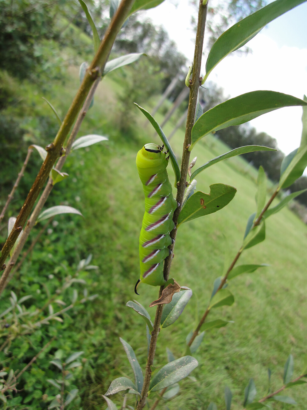 Grüne Raupe klettert an Ast eines Strauchs im Garten, umgeben von Blättern.