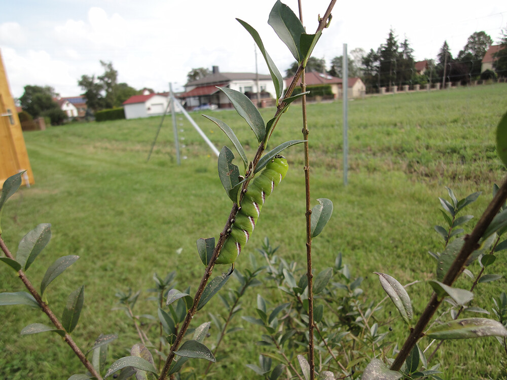 Nahaufnahme einer gruene-raupe auf einem zweig im garten, gruenes gras und wohnhaeuser im hintergrund