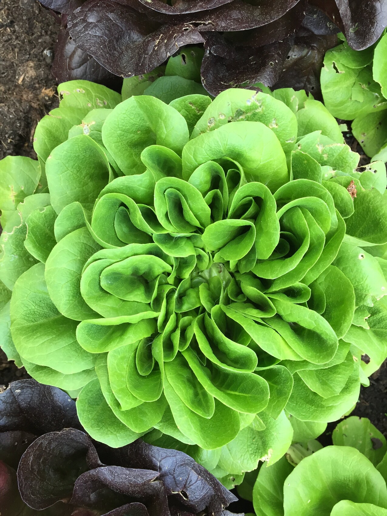 Nahaufnahme gruenen Salat-Rosetten im Garten mit gruenen Blättern und violetten Akzenten