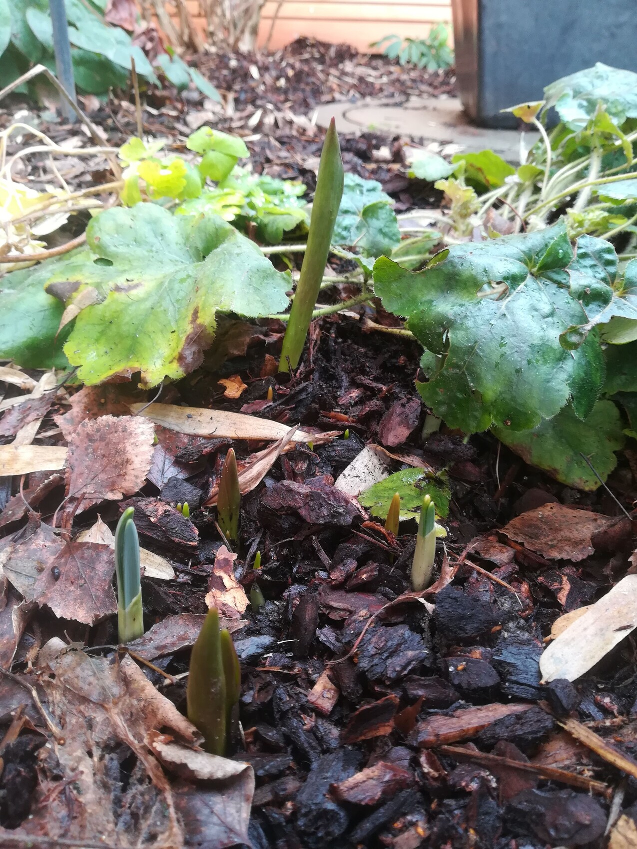 Grüne Triebe sprießen aus dem Boden im Mulch, umgeben von großen grünen Blättern.