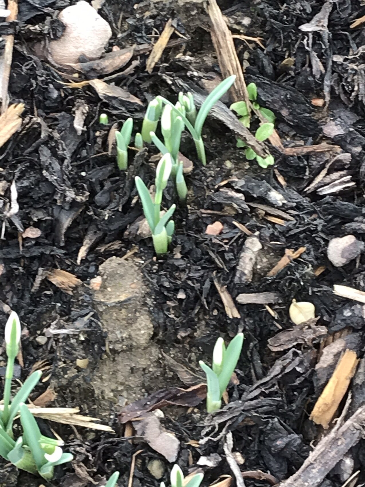Kleine grüne Pflänzchen sprießen aus dunkler Erde und Mulch im Garten.