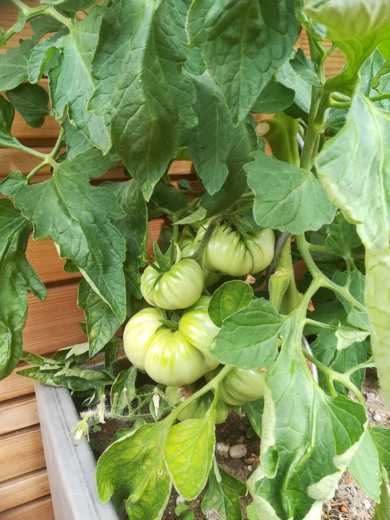 Grüne Tomaten wachsen an einer Tomatenpflanze mit großen Blättern in einem Pflanzkasten.
