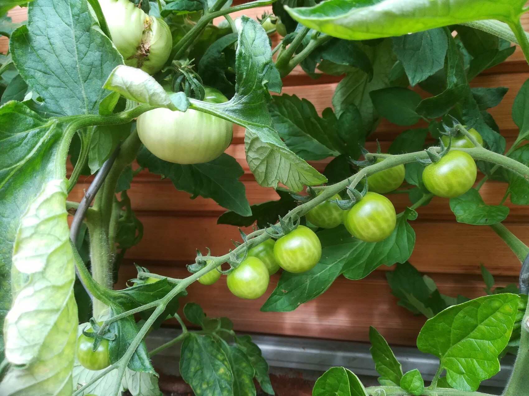 Grüne Tomaten an einer Kletterpflanze mit großen Blättern vor Holzwand.