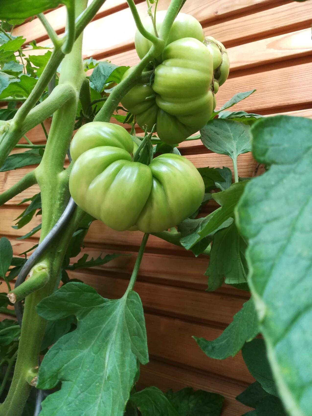 Grüne, große Tomaten wachsen an einer Tomatenpflanze mit Blättern vor einer Holzverkleidung.