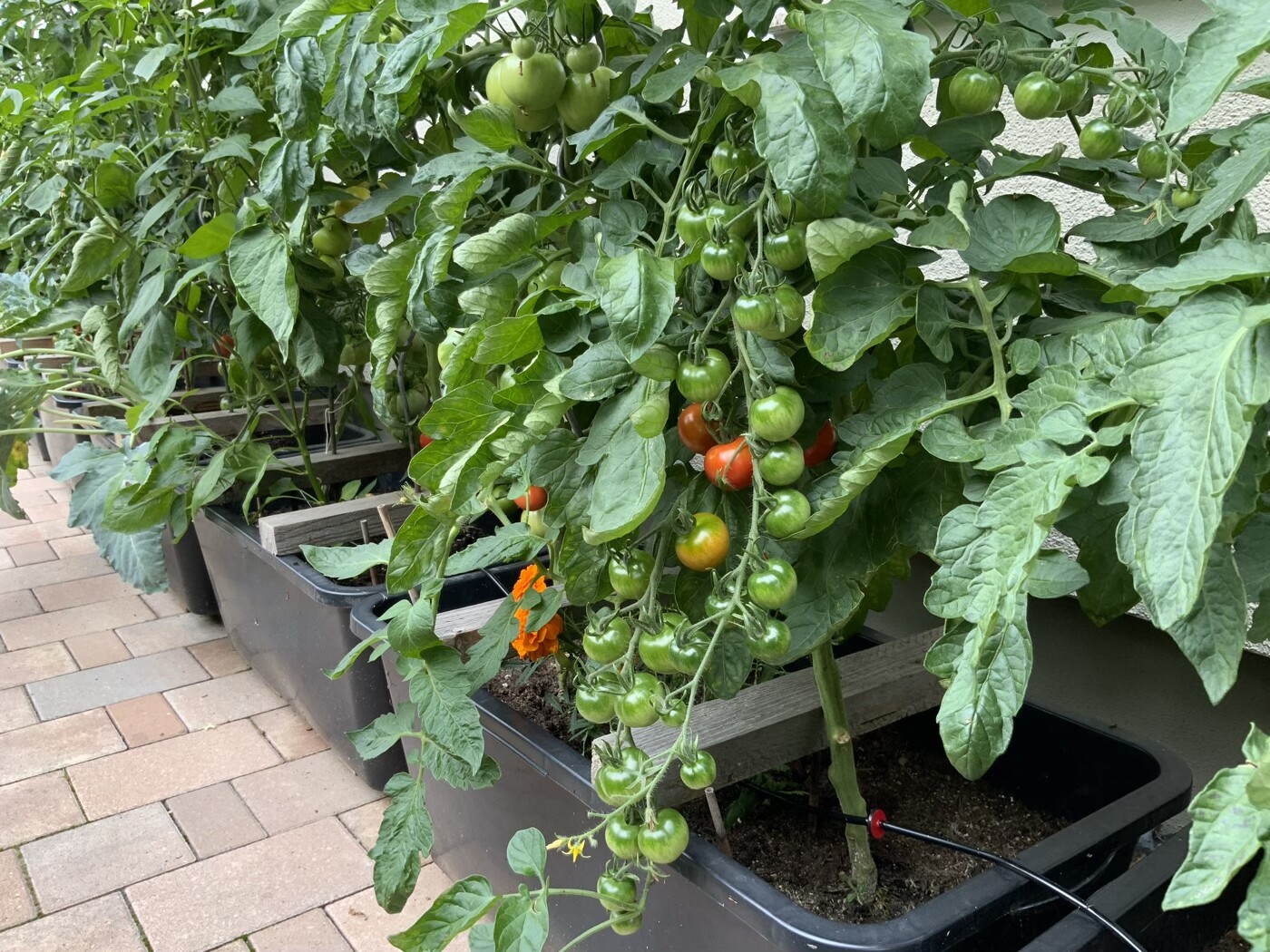 Tomatenpflanzen mit grünen und roten Früchten wachsen in Pflanzkästen auf einer Terrasse.