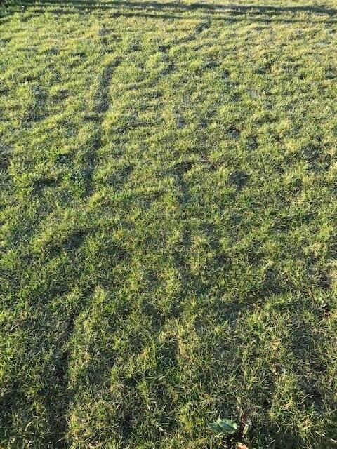 Grüne Grasfläche mit Fußspuren im Sonnenlicht