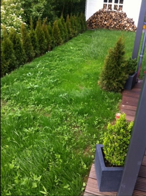 gruenen-rasen-garten-terrasse-hecke-pflanzkuebel.JPG