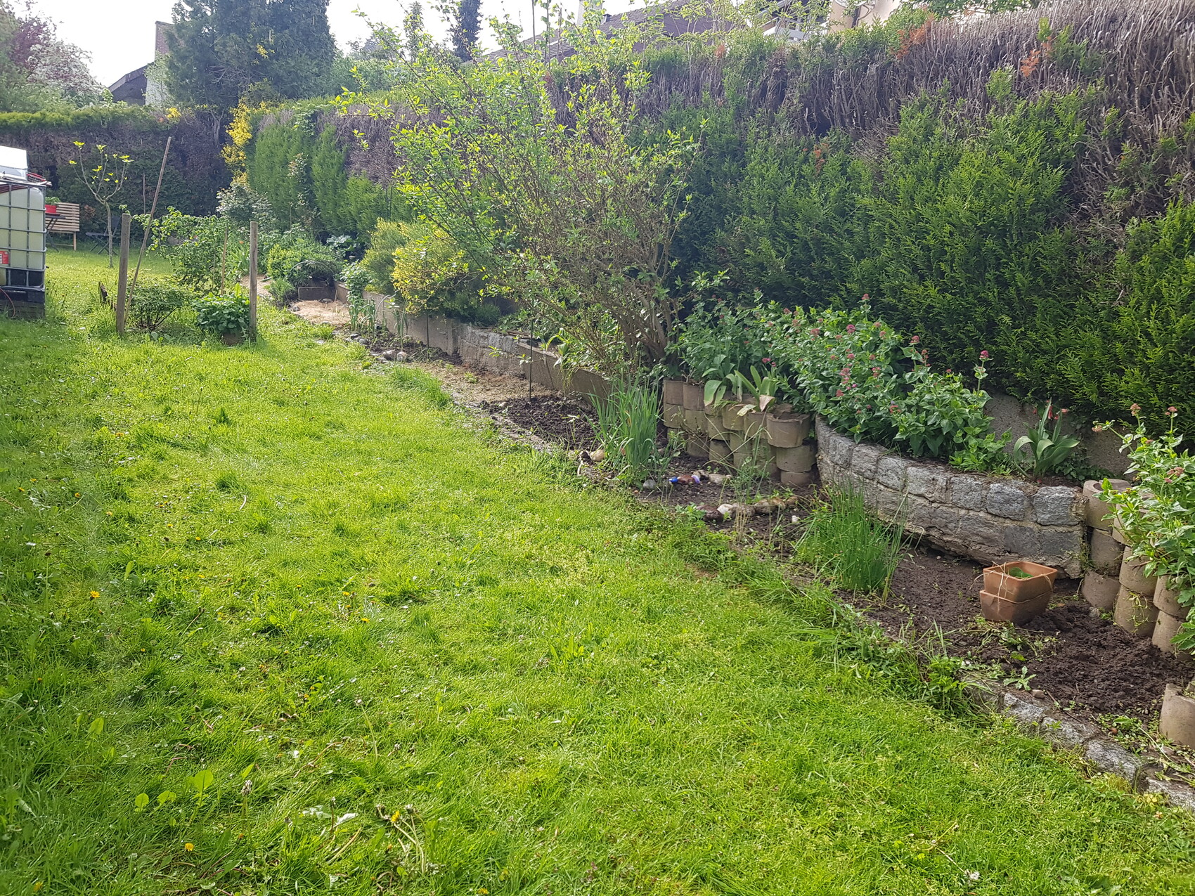 Garten mit grünem Rasen, Steinrand-Beet und Hecke im Hintergrund.