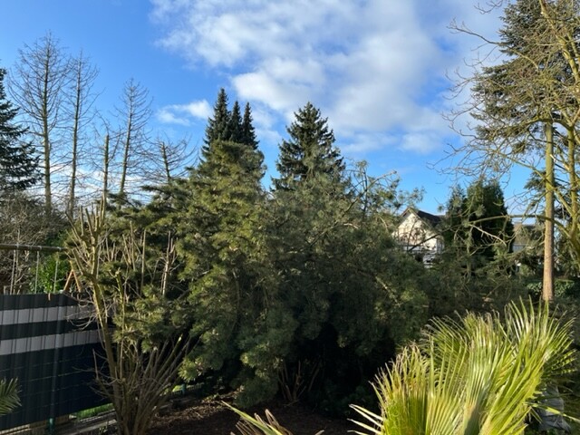 Garten mit Bäumen, Sträuchern und Zaun links; Häuser im Hintergrund, blauer Himmel.
