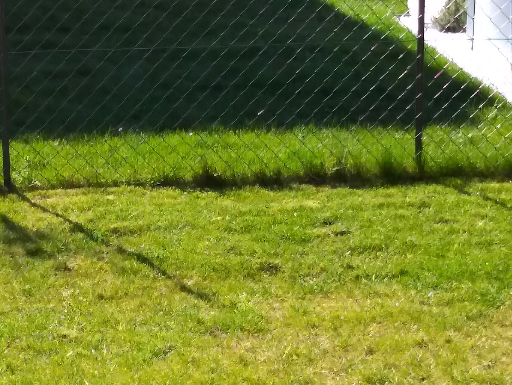Grüne Rasenfläche hinter Maschendrahtzaun, sonnig, Schattenmuster auf dem Gras.