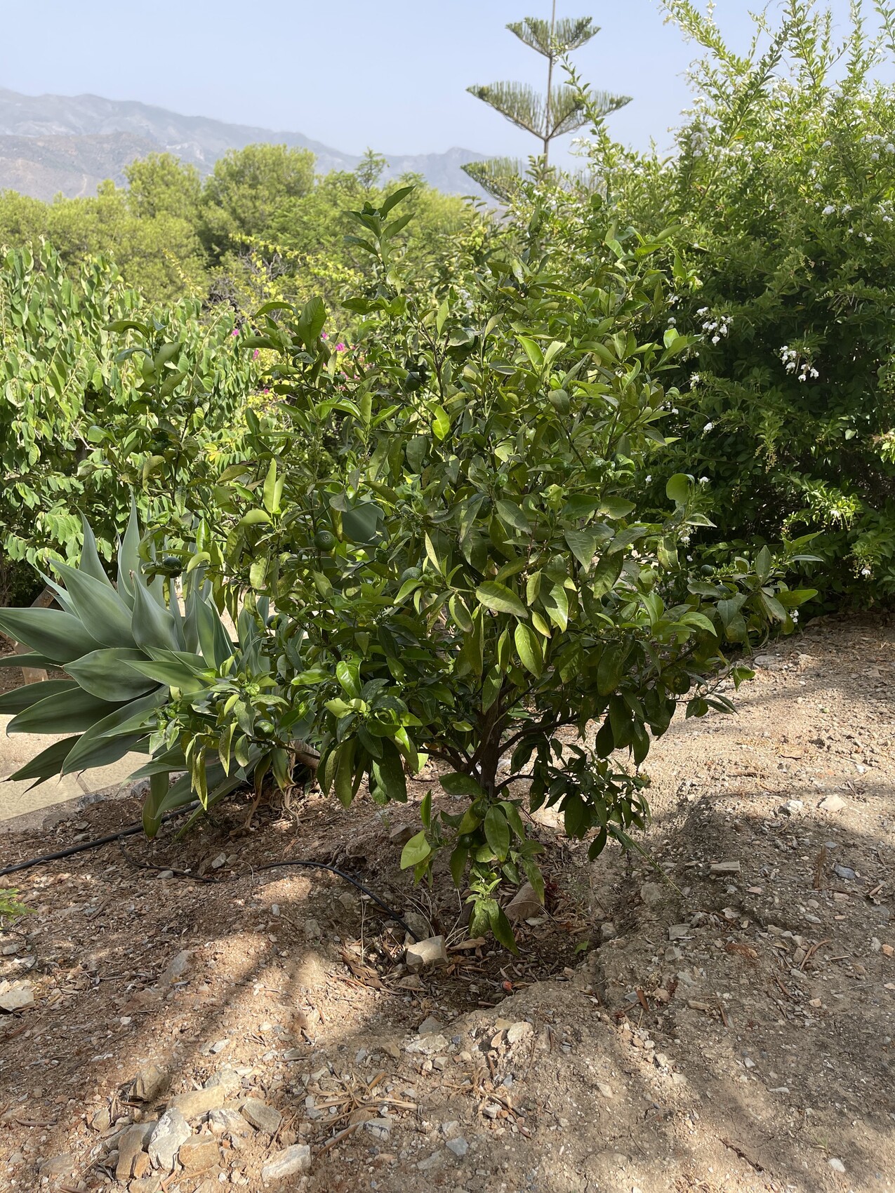 Zitronenbaum mit glänzenden Blättern in Gartenszene, Agave links, Kiesboden, Bewässerungsschlauch.