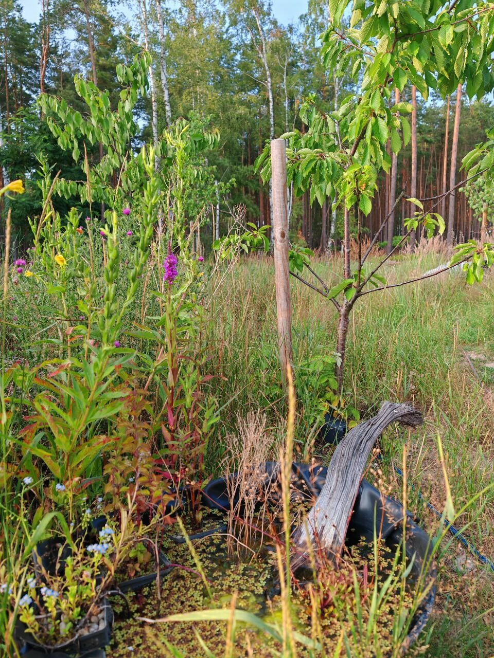 Junge Bäume in Pflanztöpfen mit Stützpfosten, umgeben von Gras, Blumen und Wald im Hintergrund