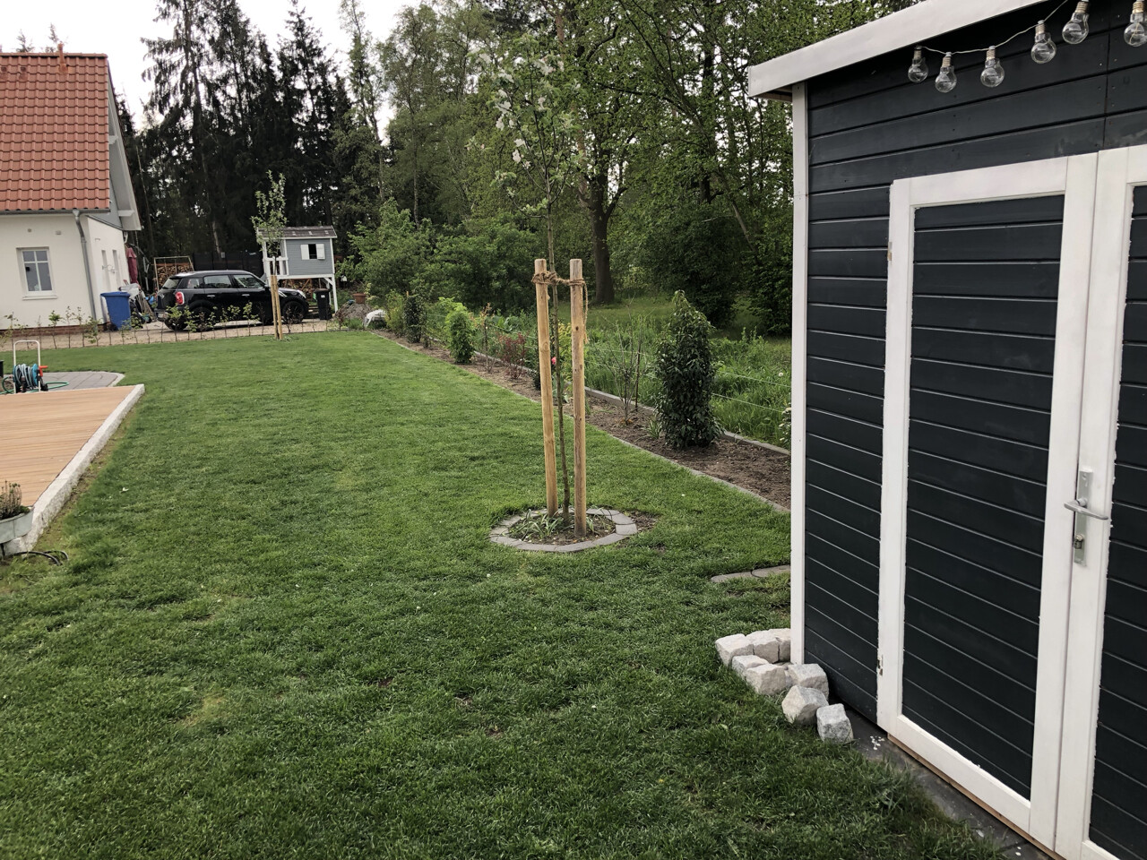 Grüner Garten mit Rasen, junger Baum mit Stützen, dunkler Schuppen rechts, Lichterkette.