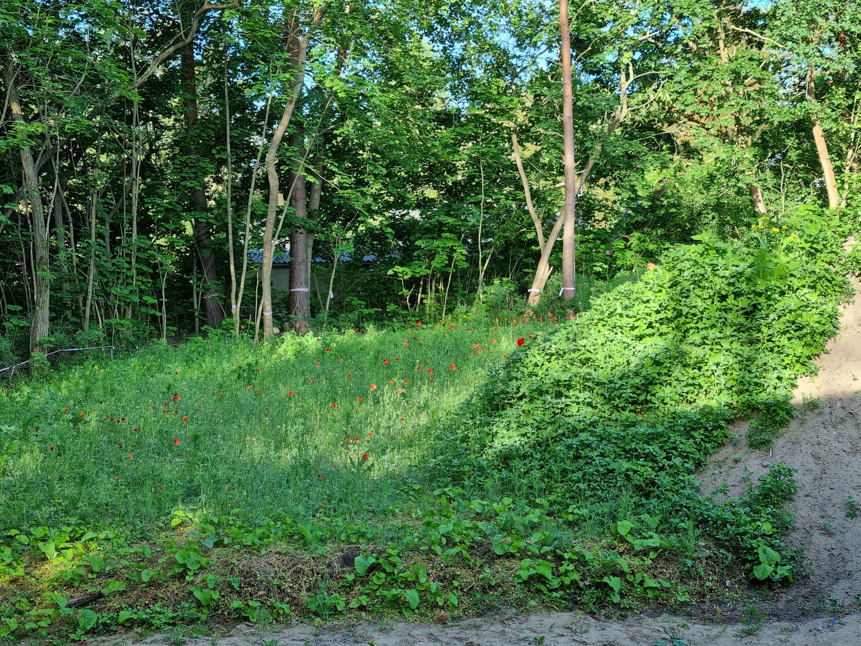 Hangfläche mit Gras, roten Mohnblumen, Bäumen im Hintergrund und einem Weg am rechten Rand.