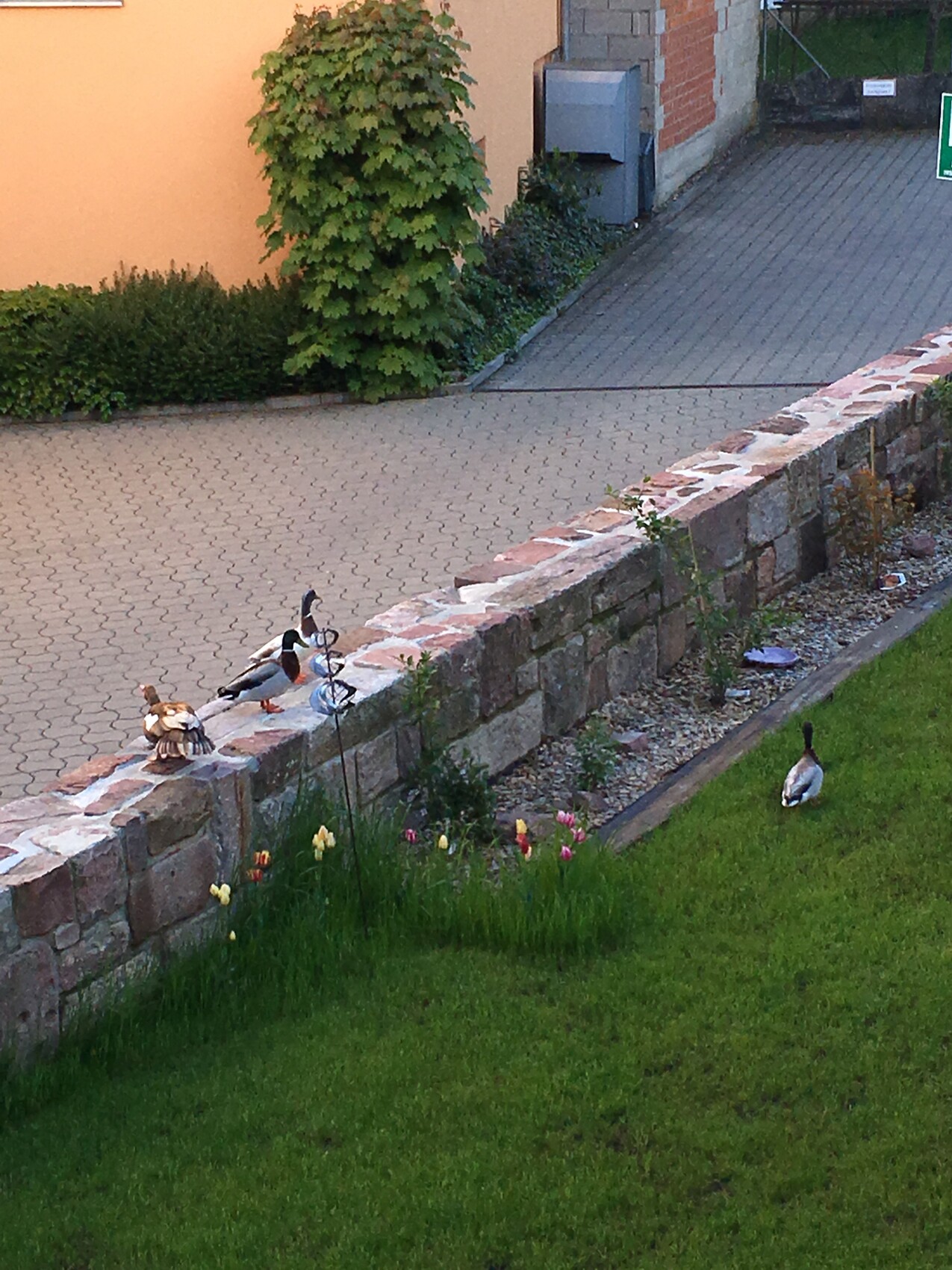 Drei Enten sitzen auf einer Steinmauer neben einem Garten mit Tulpen und gepflastertem Weg.