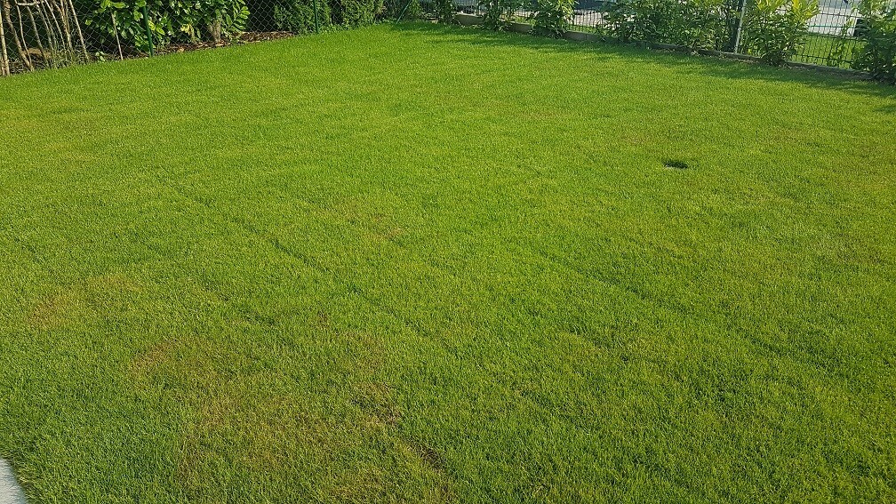 Grüner Garten mit gepflegtem Rasen, Zaun im Hintergrund und Sträuchern.