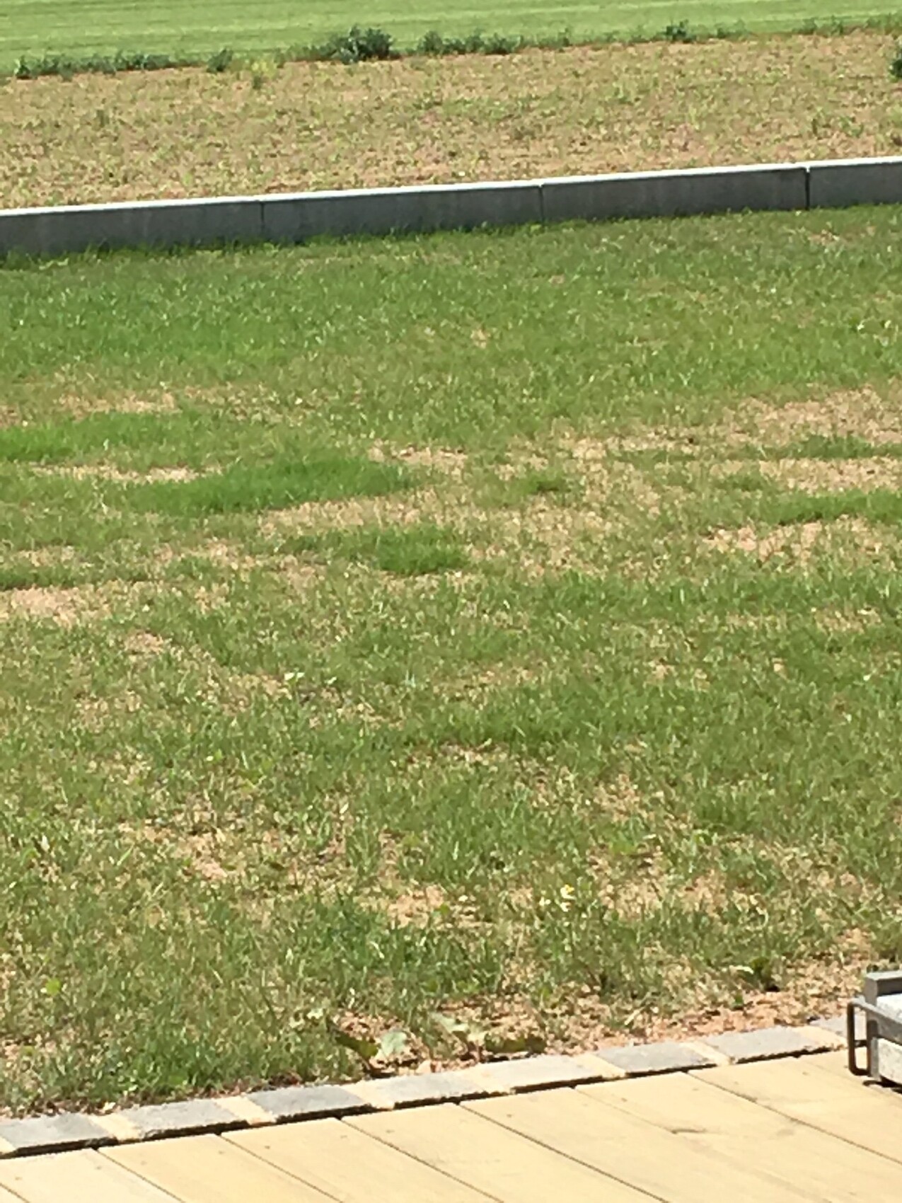 Grasfläche mit kahlen Stellen, vorderer Pflasterbereich, niedrige Betonmauer im Hintergrund.
