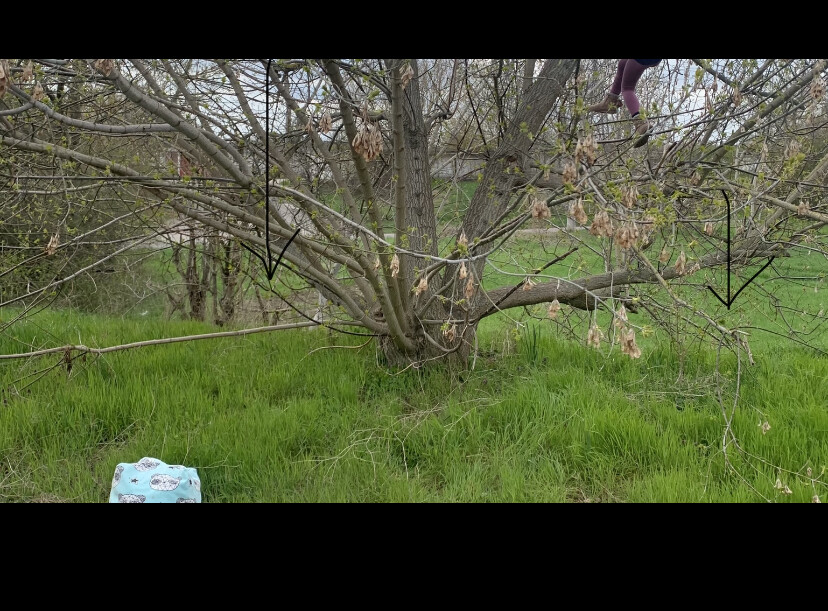 Großer Baum mit vielen Ästen, grüne Wiese; blaue Stofftasche liegt links im Vordergrund