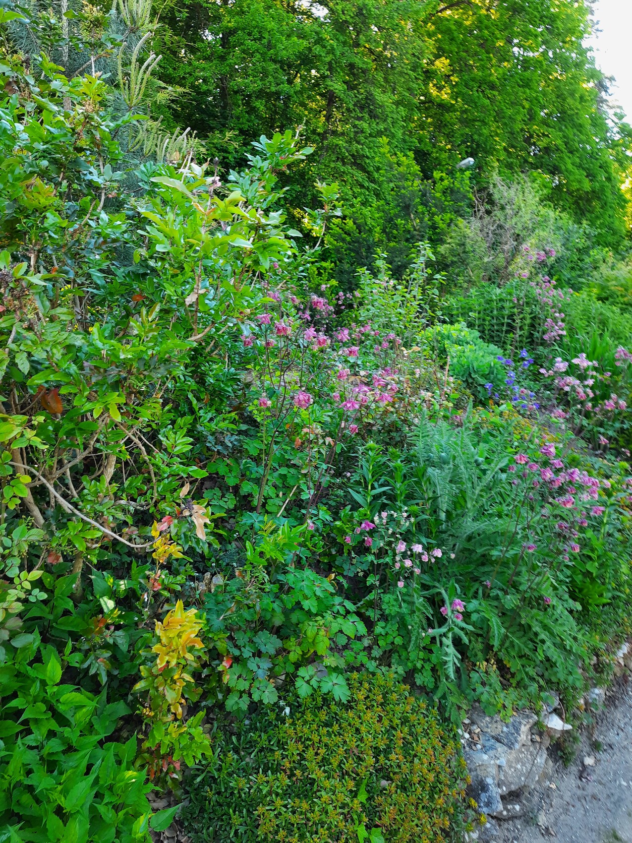 Üppiger Gartenrand mit grünen Sträuchern, pinkfarbene Blüten und Kiesweg.
