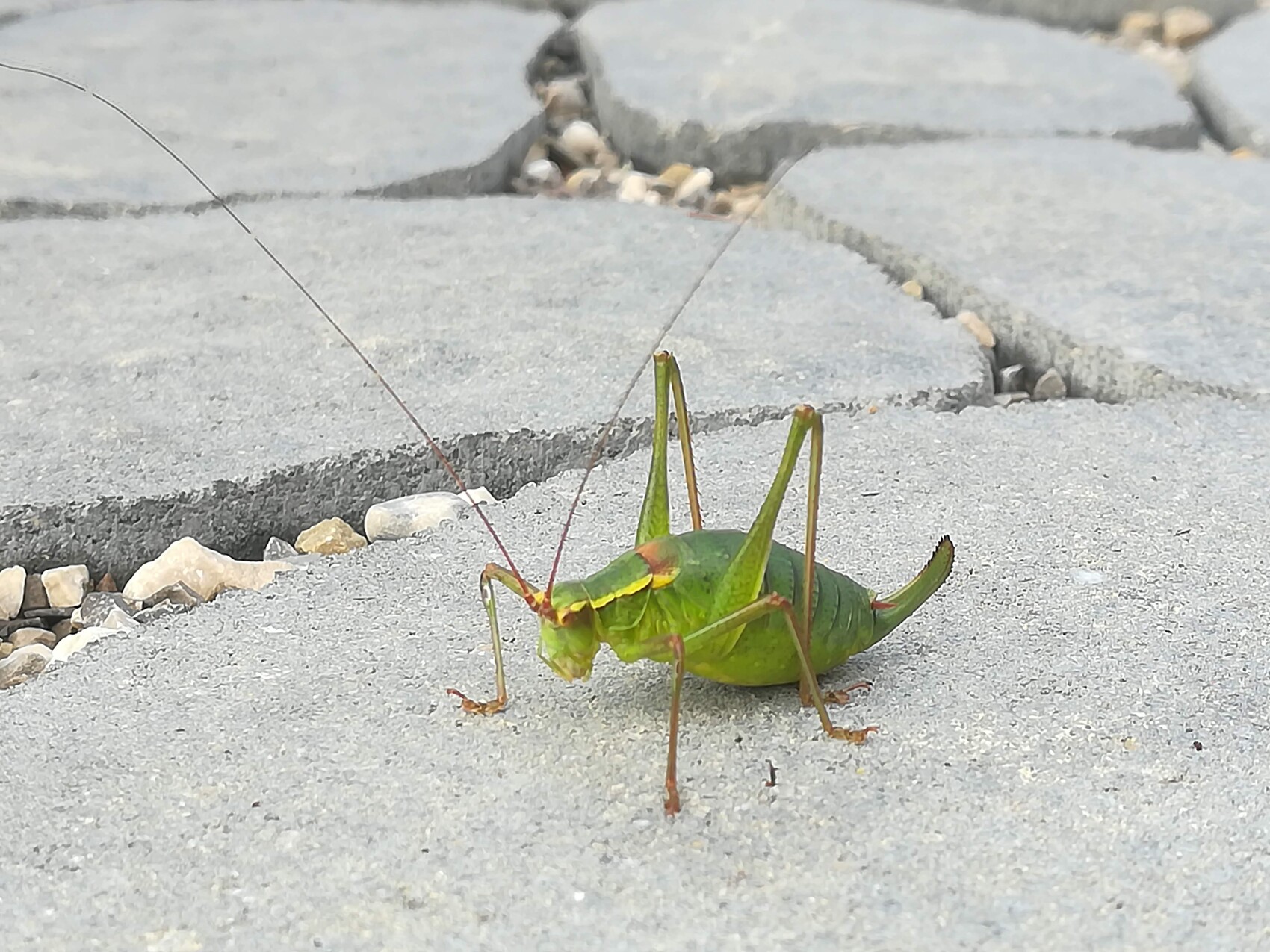 Grüne Heuschrecke mit langen Antennen sitzt auf grauem Pflasterstein.