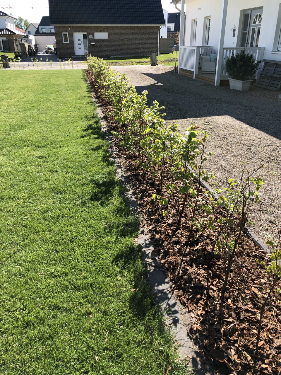 Kleine Hecke aus grünem Laubsträuchern am Kiesweg neben Rasen vor Häuserfronten.