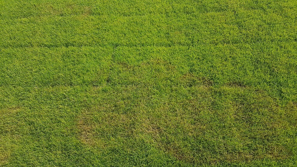 Gruener-rasen-dichter-grasbewuchs-ganze-bildflaeche
