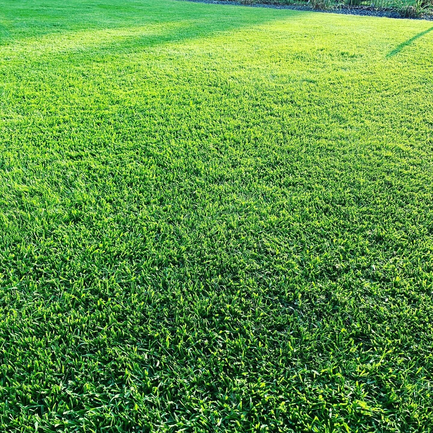 Dichtes, grünes Grasfeld im Sonnenschein, Nahaufnahme der Grasblätter.