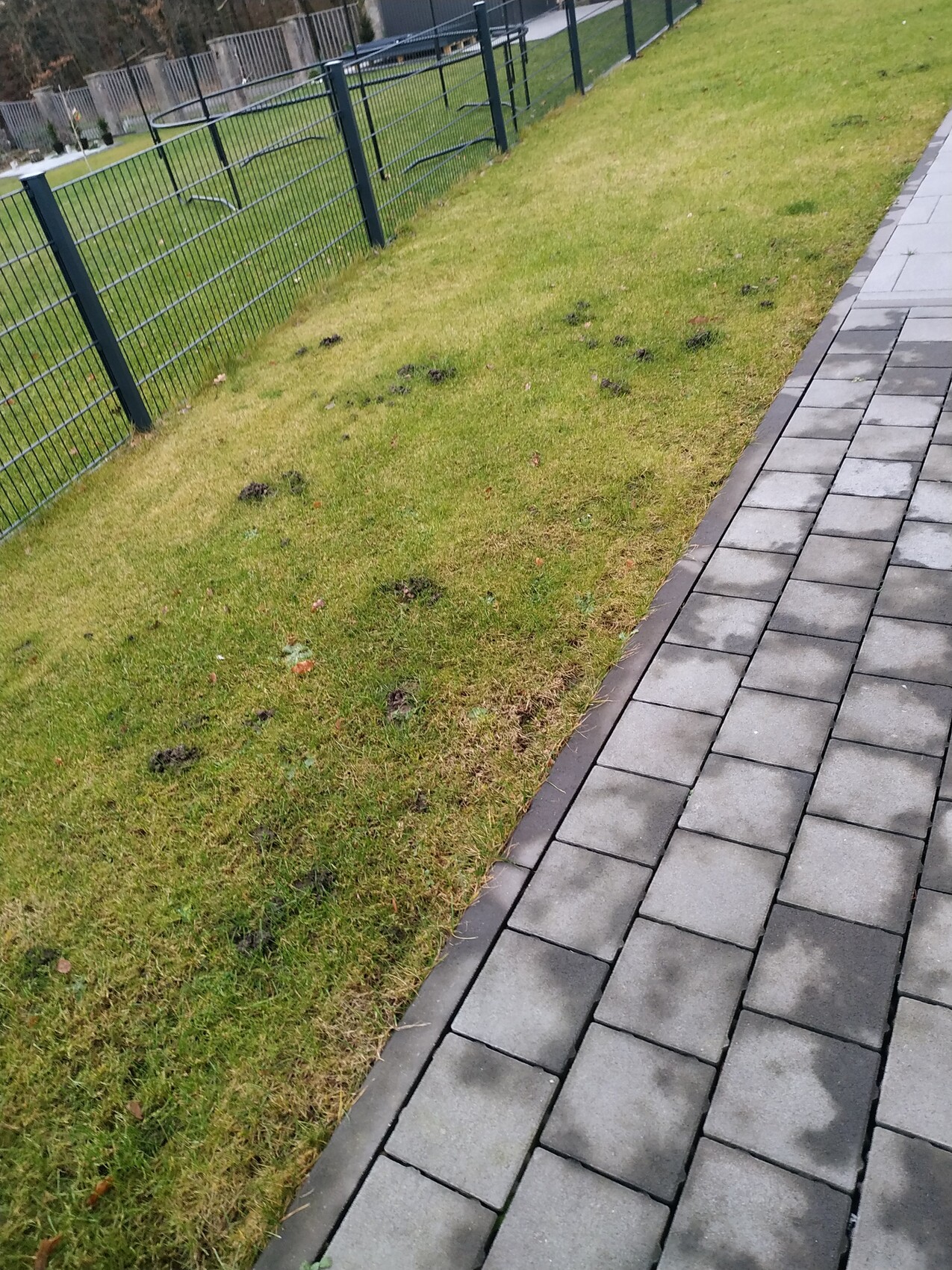 Grüner Rasen neben gepflastertem Weg, Metallzaun am Rand, dunkle Flecken im Gras.