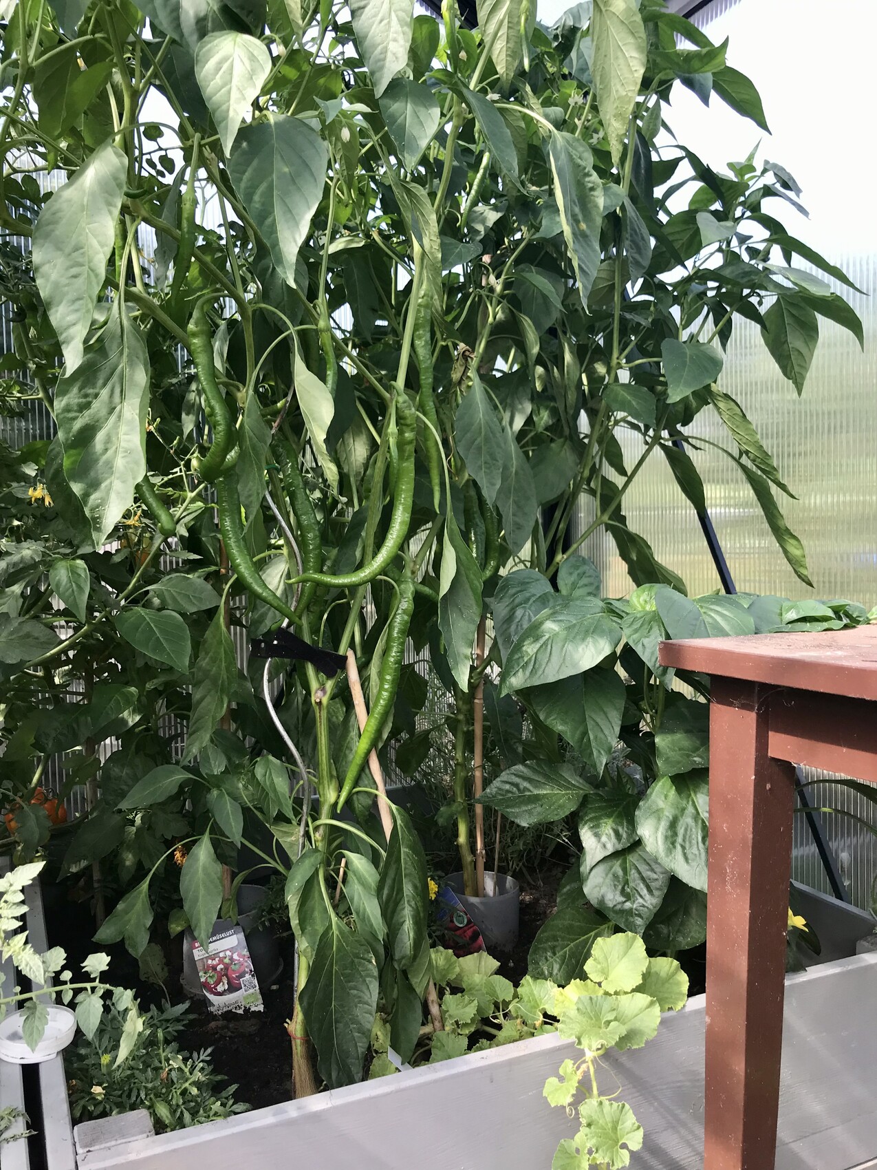 Grüne Chili-Pflanzen mit langen grünen Schoten in einem Gewächshaus.
