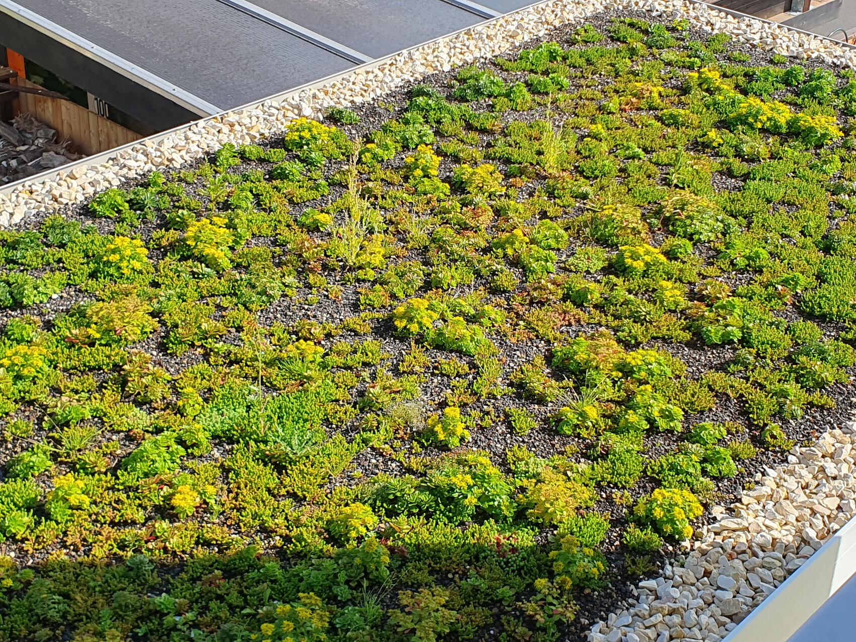 Dachbegrünung mit grünen Sedum-Pflanzen, Kiesboden und Steinrand.