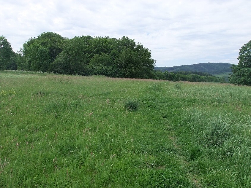 Grüne Wiesenlandschaft mit Pfad, Baumgruppe und Wald im Hintergrund
