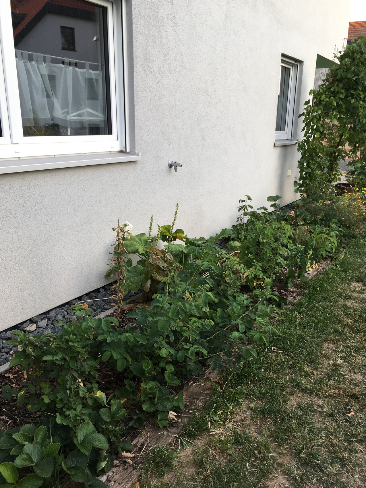 Gartenstreifen an hellgrauer Hauswand mit Fenstern, Außenhahn, Kies und grünem Buschwerk.