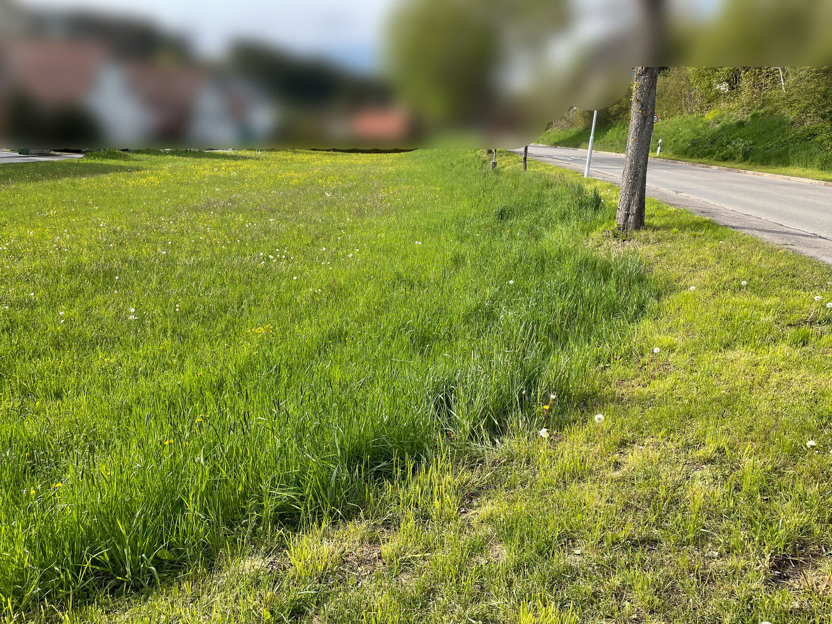 Grüne Wiese am Straßenrand mit Baum rechts, daneben eine Straße und vereinzelte Pusteblumen.