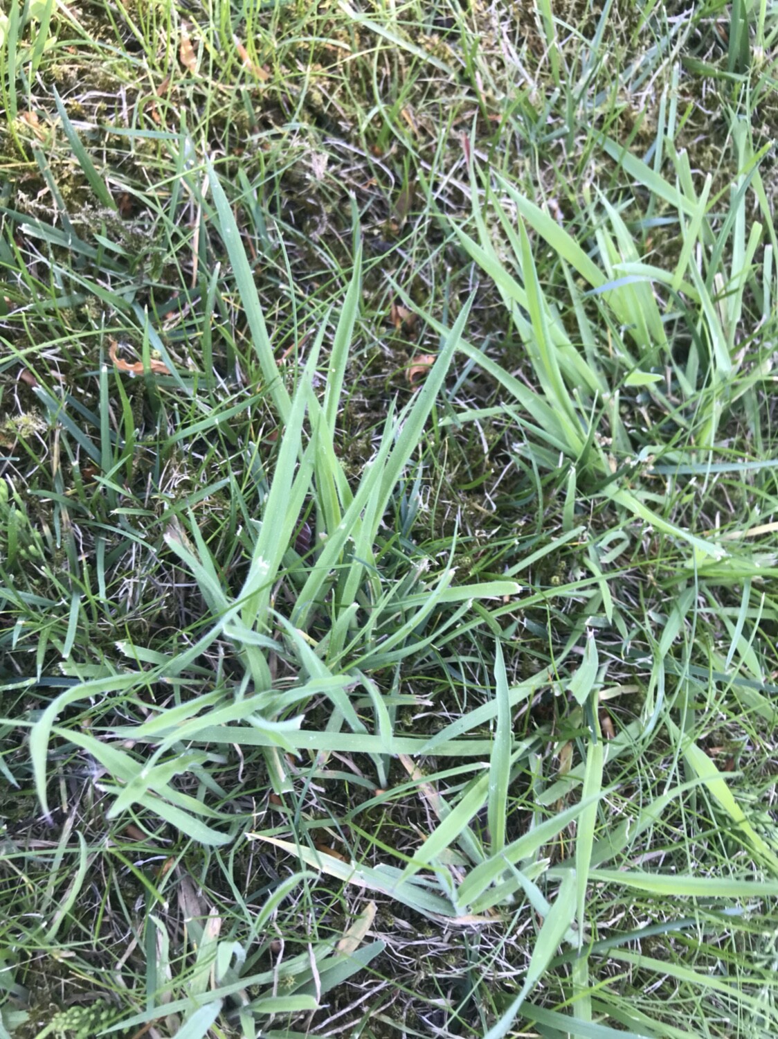 Grünes Gras im Gartenboden mit Moos und Unkraut