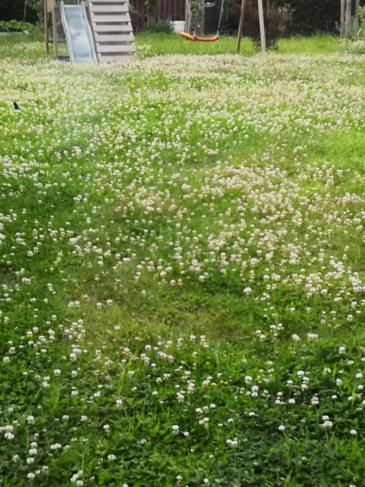 Grünes Grasfeld mit vielen weißen Klee-Blüten; im Hintergrund Spielplatz mit Rutsche.