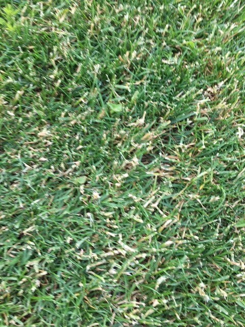 Nahaufnahme eines grünen Rasens mit dichter Grasstruktur.