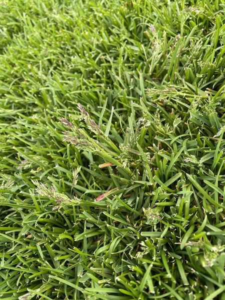 Nahaufnahme von dichtem grünem Gras mit Samenständen