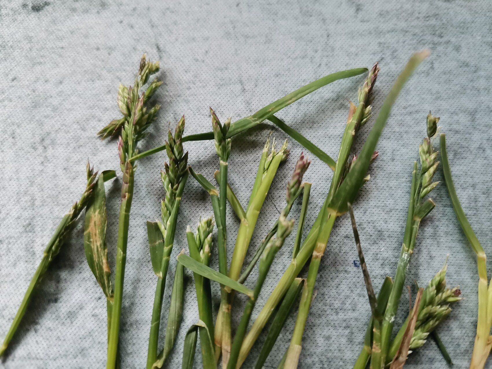 Grasähnliche Pflanzenteile mit grünen Rispen auf grauem Stoff.