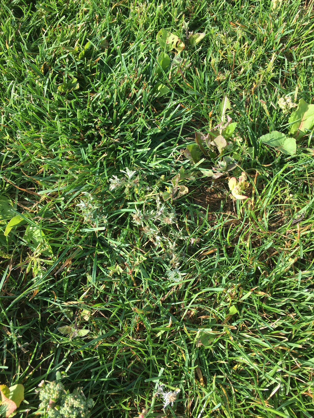 Nahaufnahme von gruenem Gras mit Unkraut im Garten