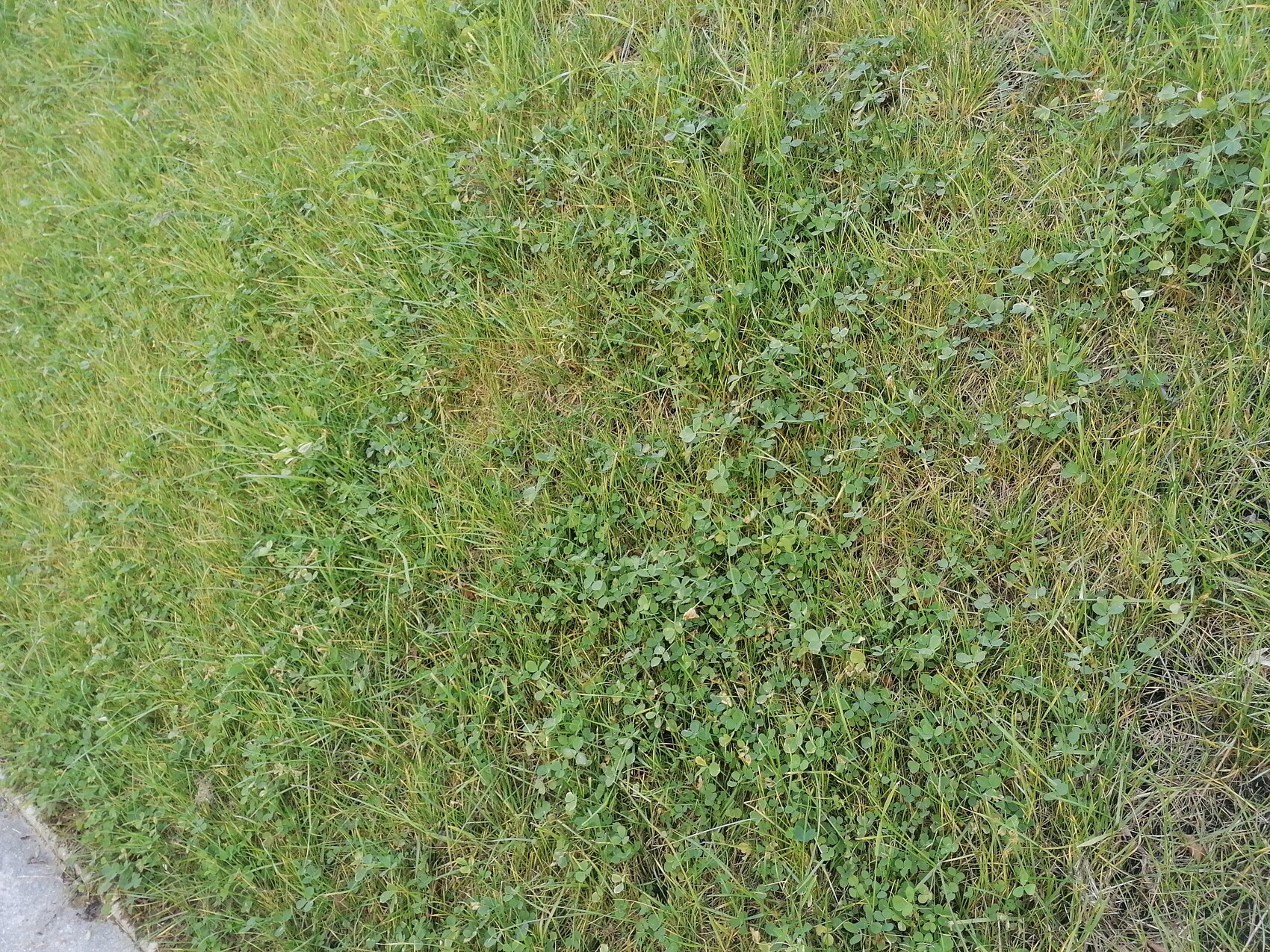 Gras und Unkraut am Straßenrand mit Kleeblättern