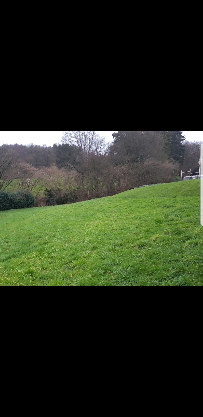 Grünes Grasland auf Hang mit Bäumen im Hintergrund, ländliche Landschaft