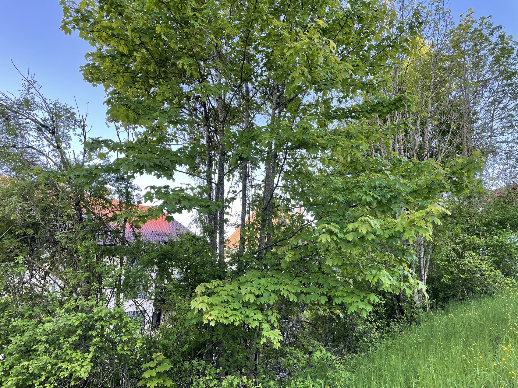 Grüner Baum im Vordergrund, rotes Hausdach hinter Blattwerk, blauer Himmel und grüne Wiese.