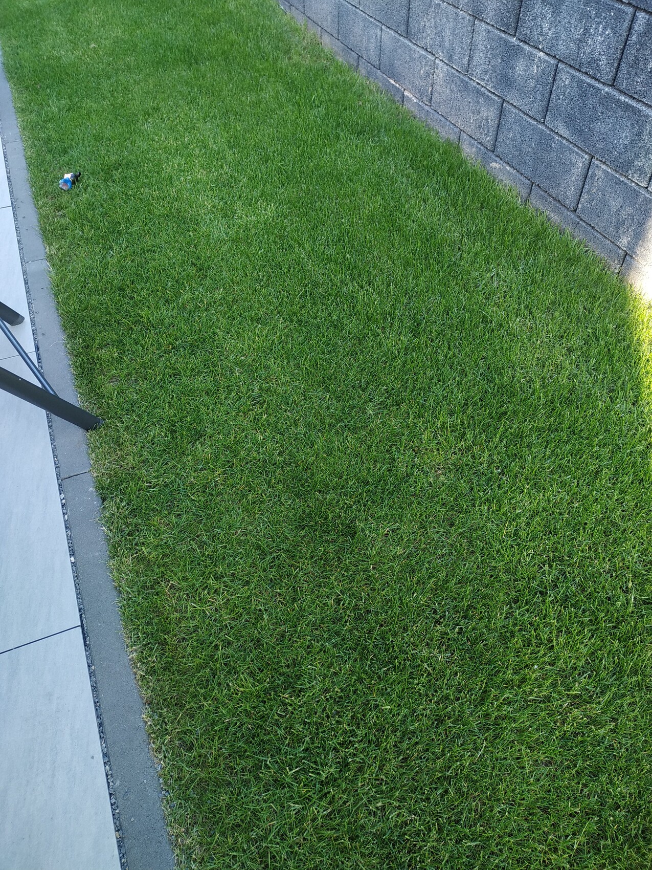 Grüner Rasen neben einer grauen Steinmauer; eine kleine Plastikflasche liegt auf dem Gras.