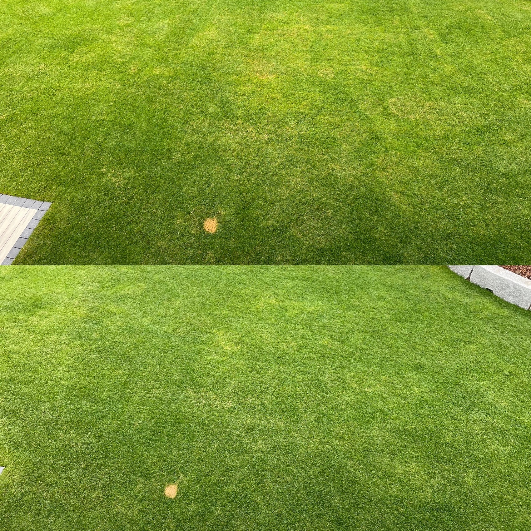 Grüner Rasen mit zwei gelblichen kahlen Flecken; links Holzstufen, rechts Steinrand.
