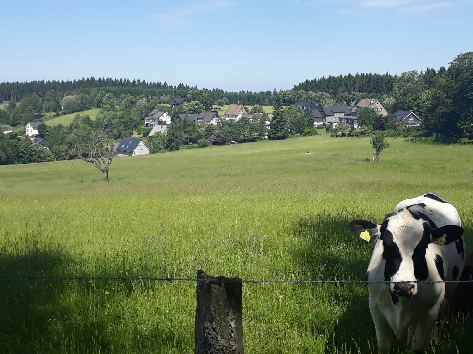 Schwarzweiß-Kuh im Vordergrund einer grünen Wiese; Dorf und Wald im Hintergrund.