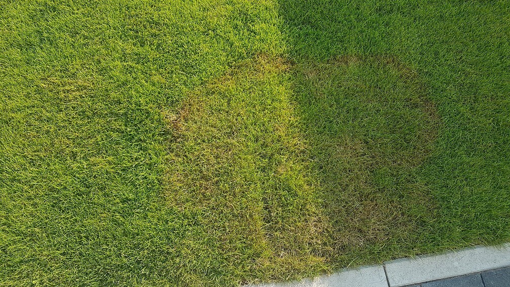 Ausschnitt einer Grünfläche mit grünem Rasen und Beton-Gehwegkante neben dem Weg