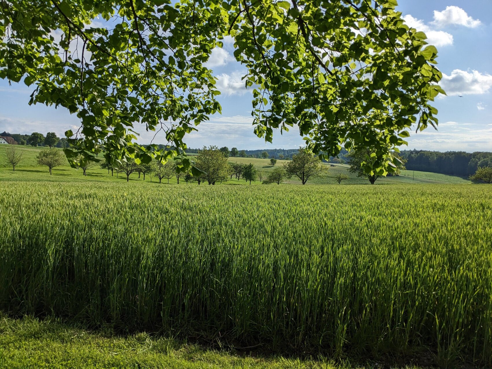 Grünes Grasfeld mit Baumreihen im Hintergrund, Blätterrahmen am oberen Rand